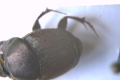 Onthophagus illyricus